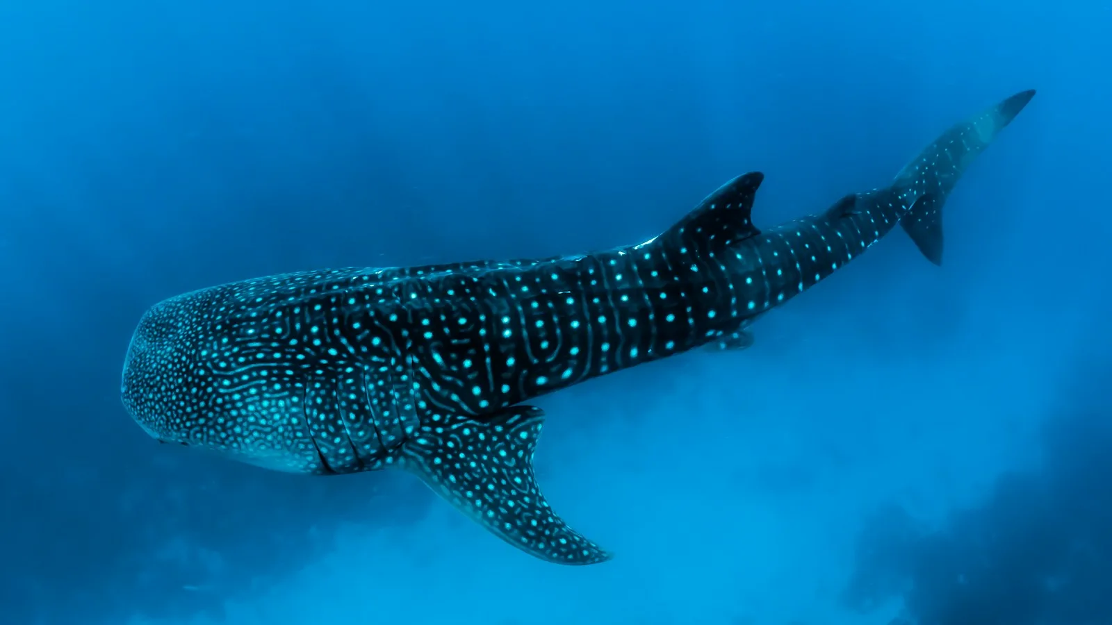 Snorkeleur nageant à côté d'un requin-baleine dans les eaux turquoise de l'atoll d'Ari aux Maldives