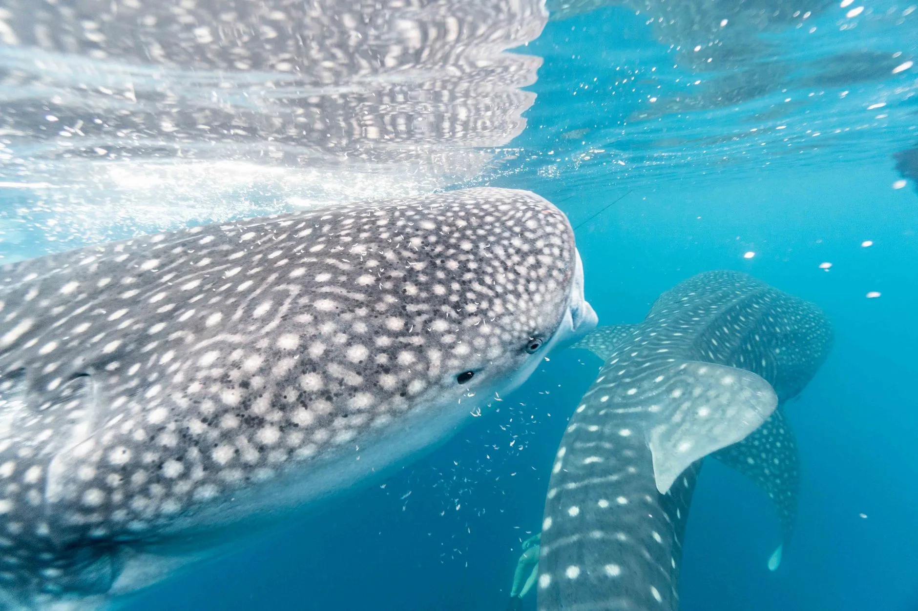 Les îles habitées de l'Atoll d'Ari : découverte locale