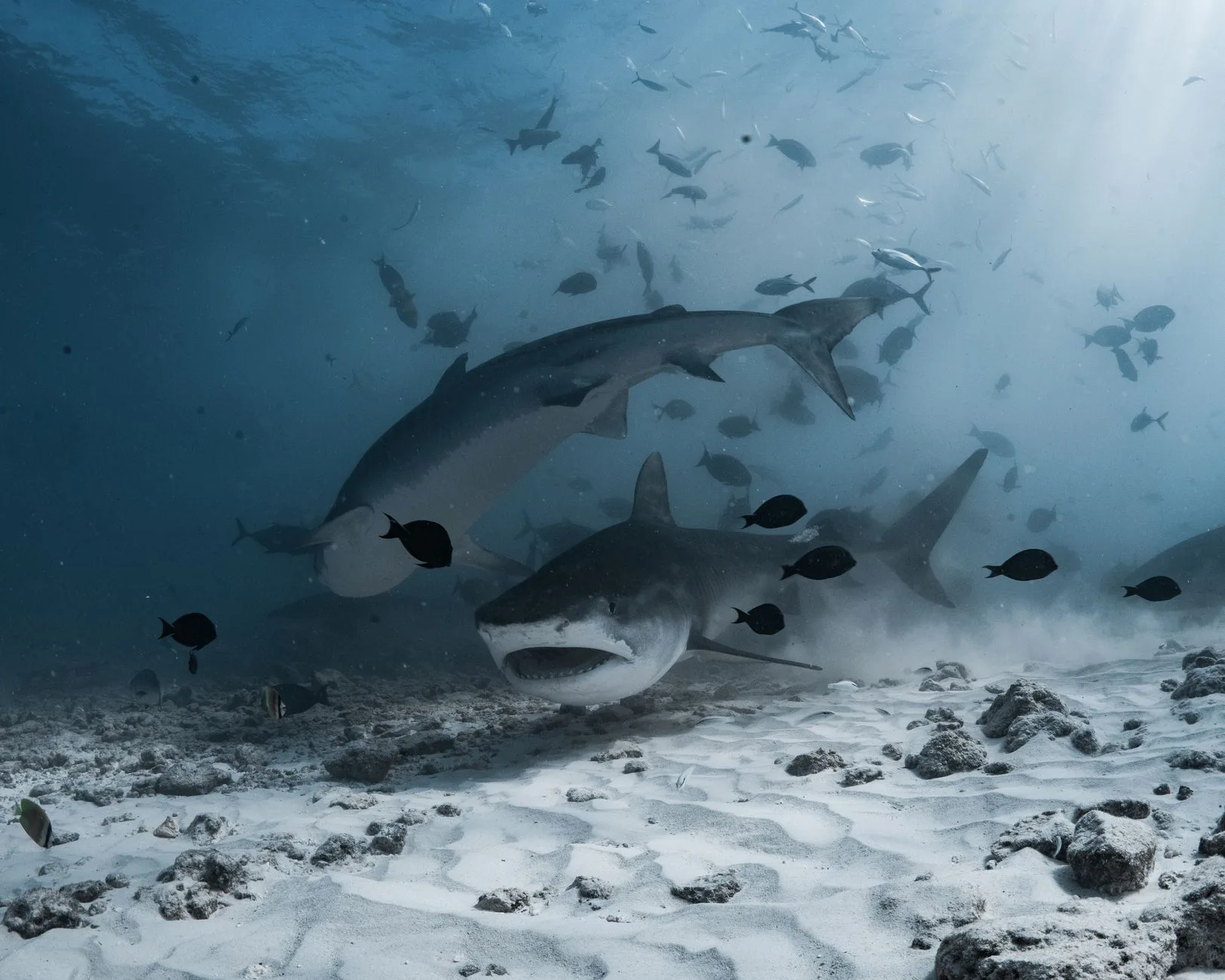 Plongée dans l'Atoll d'Ari : Maaya Thila, Fish Head et les grands sites