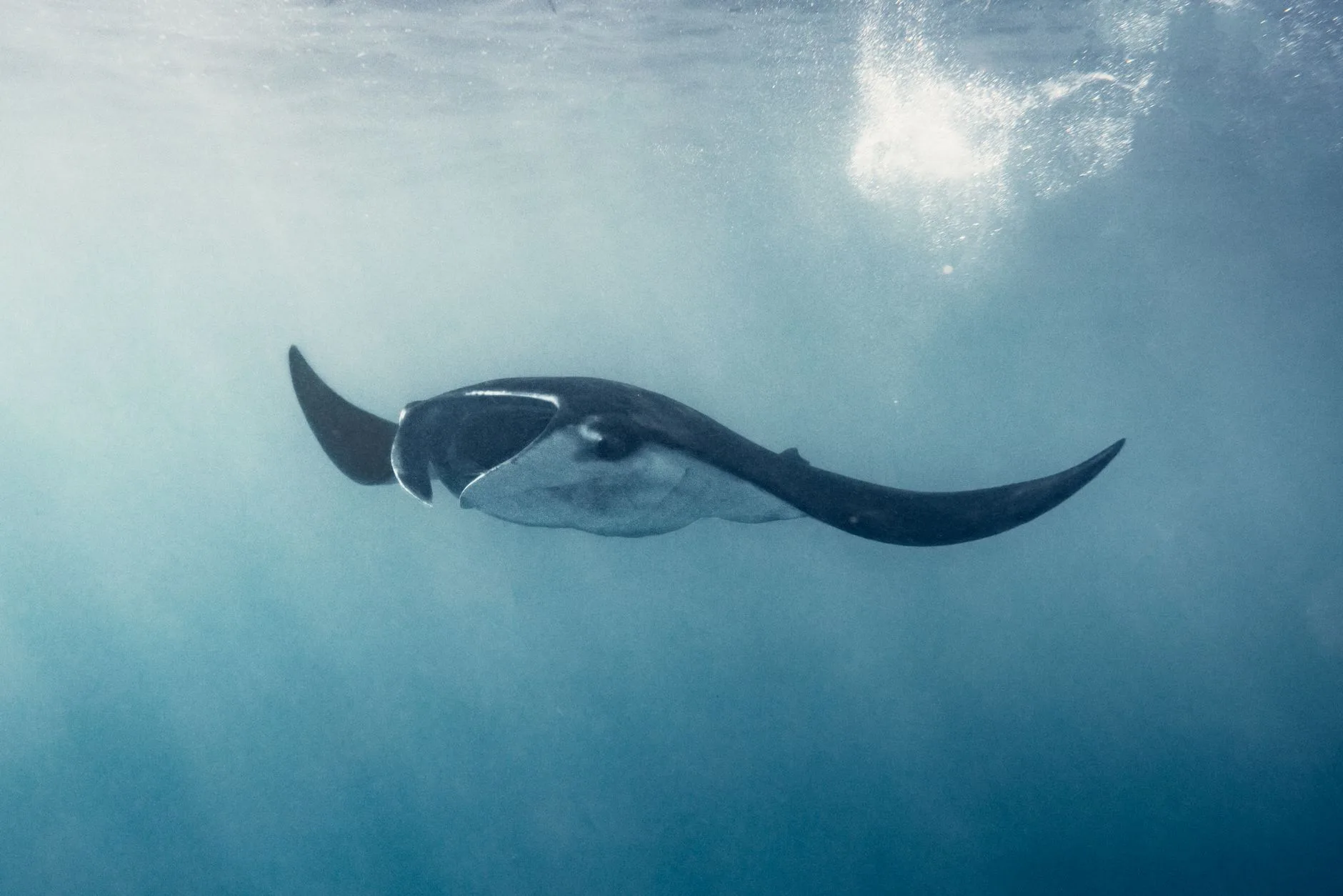 Hanifaru Bay : le sanctuaire des raies mantas et requins baleines